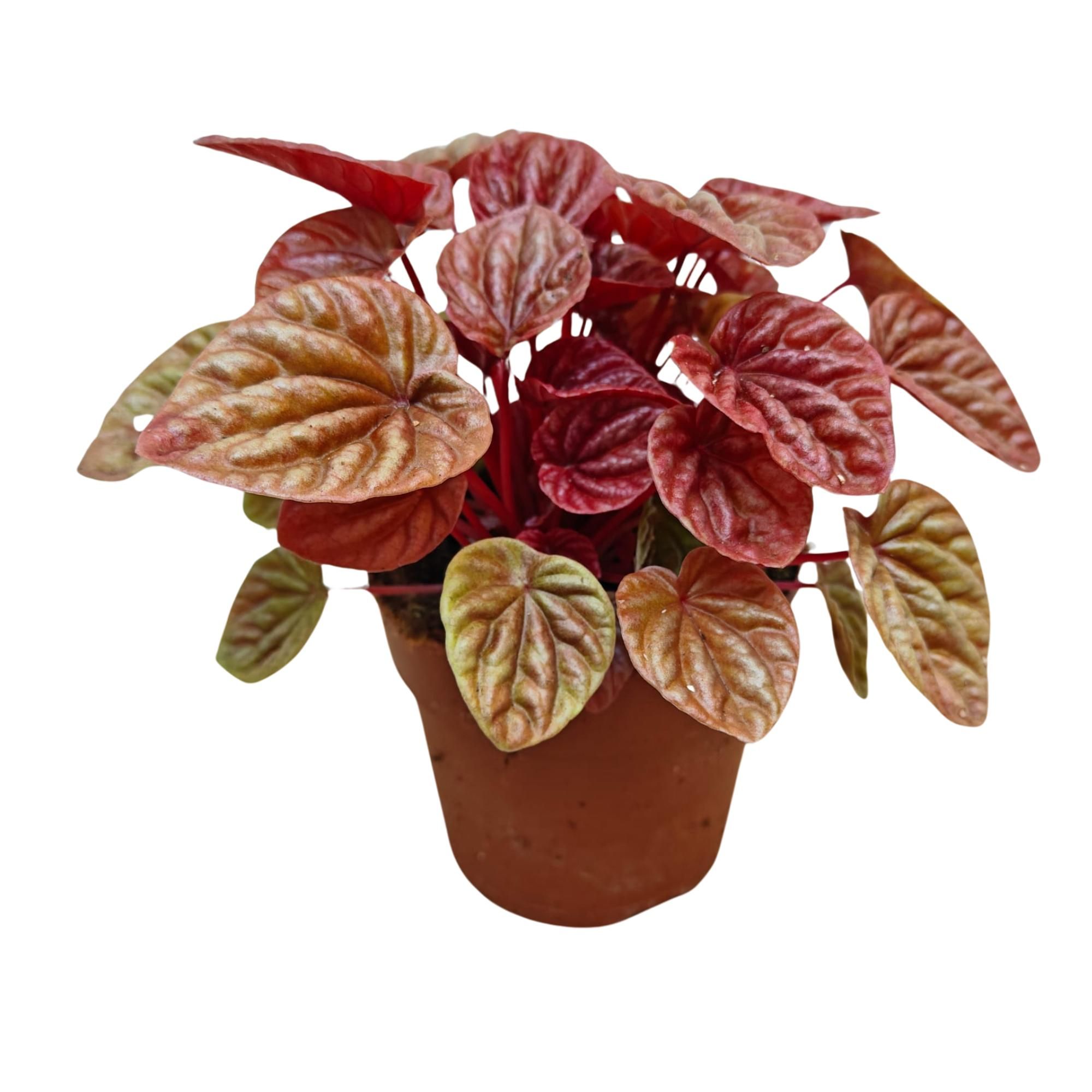 Peperomia Caperata 'Quito' P12, D 12