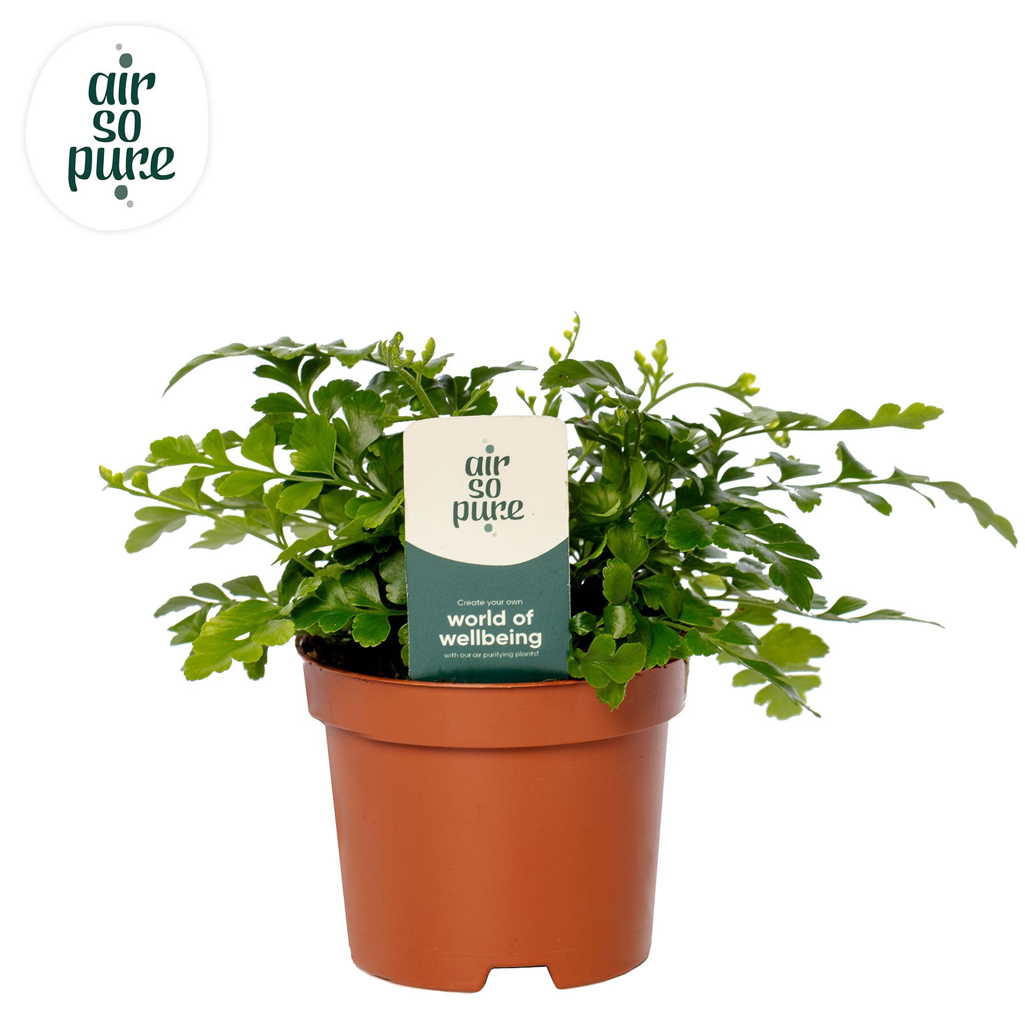 Asplenium parvati - Air So Pure, D 9