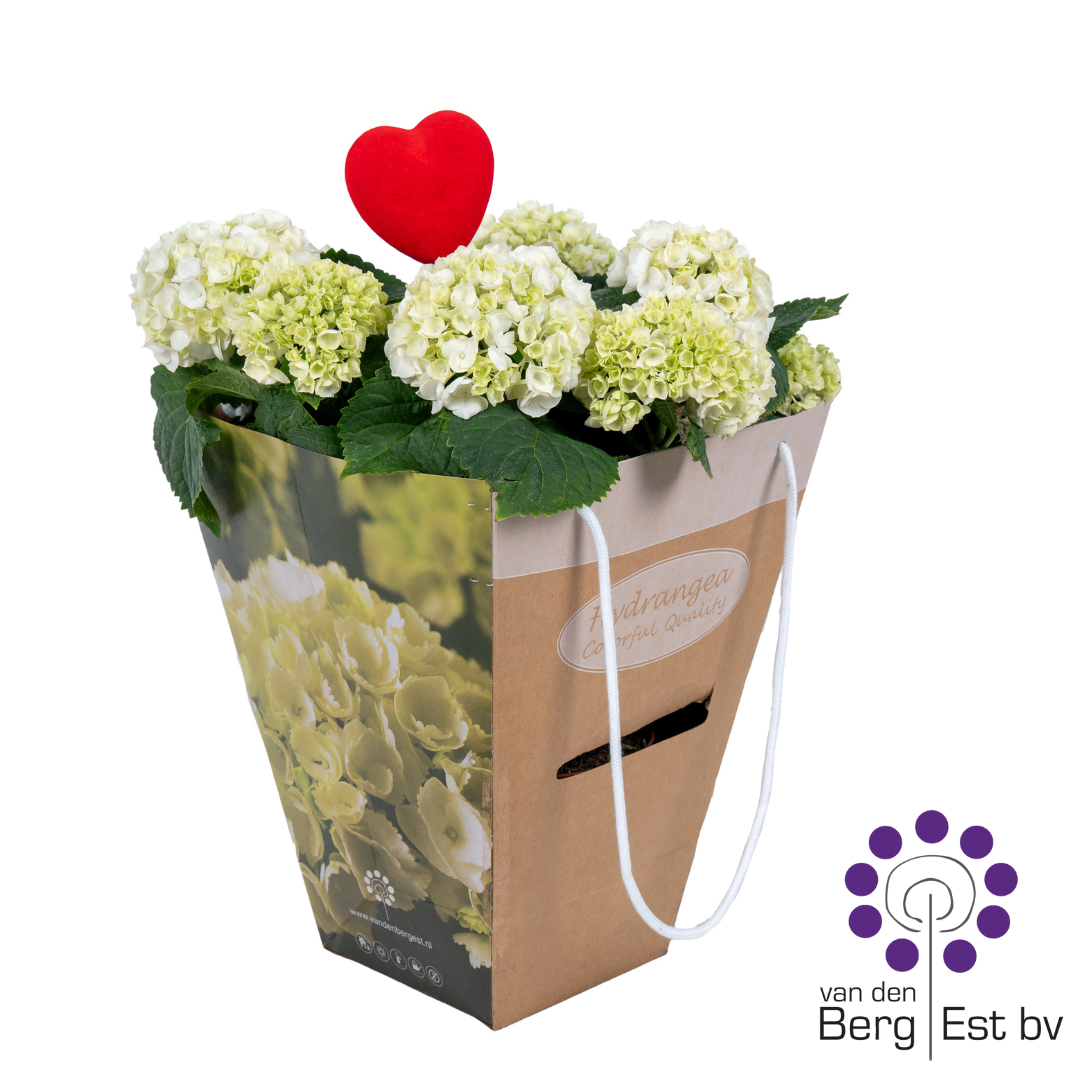 Hydrangea white 6/10 in luxe kado tas Hart steker, D 14