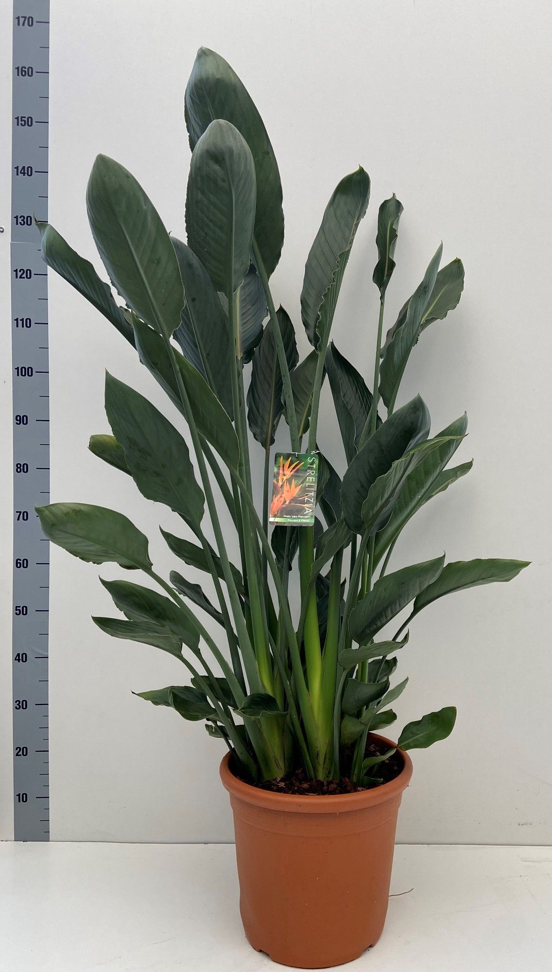 Strelitzia reginae 30cm pot, D 30
