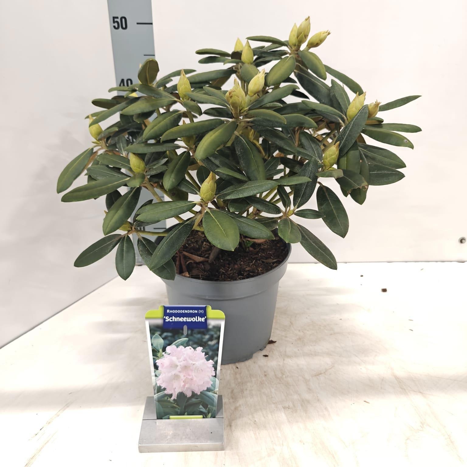Rhododendron (Y) 'Schneewolke', D 23