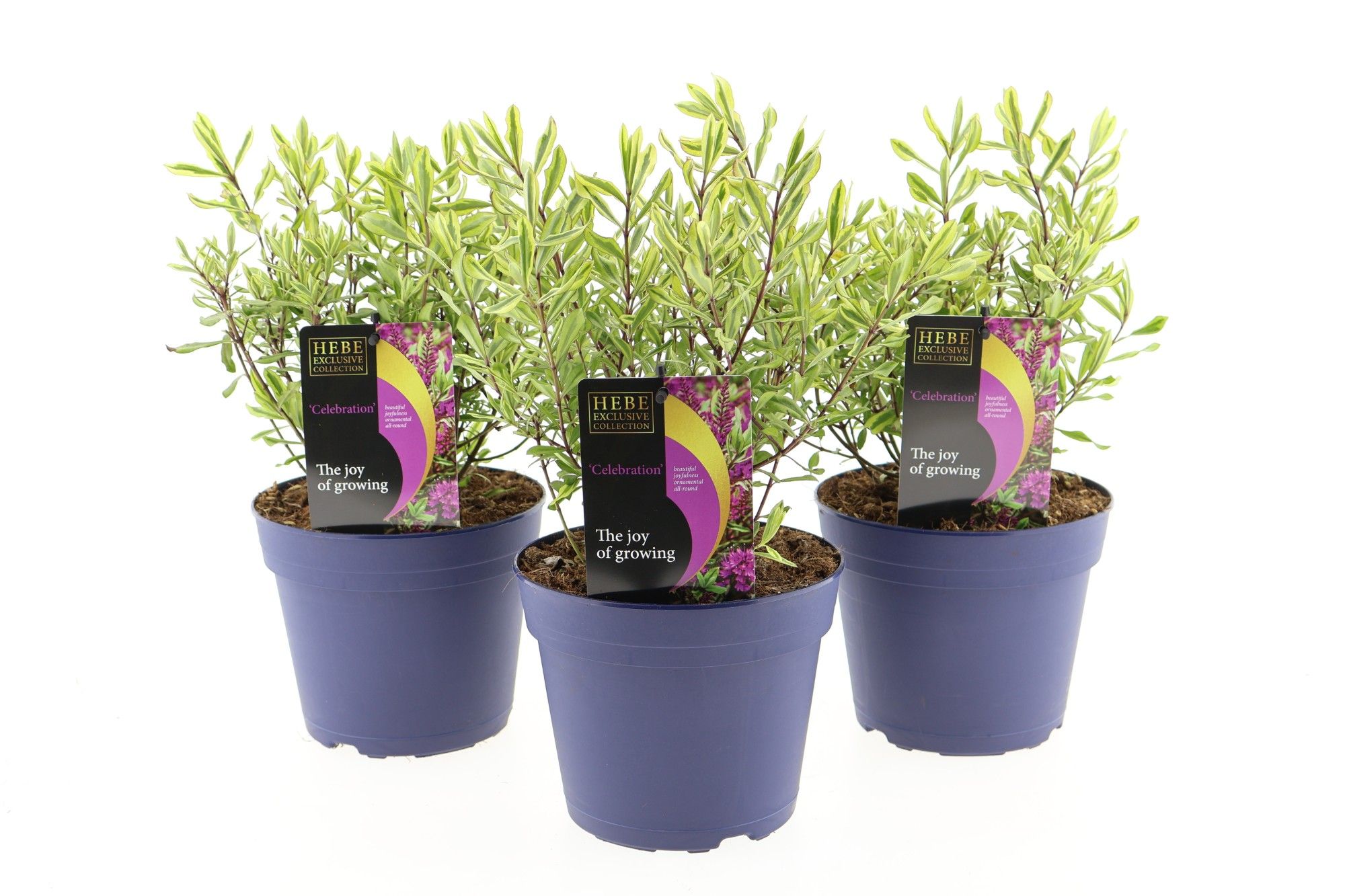 Hebe Celebration, D 17