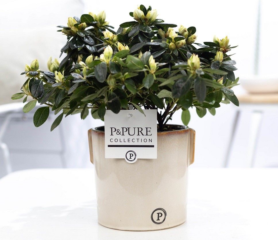 Azalea P&PURE Collection Lauren keramiek wit, D 12