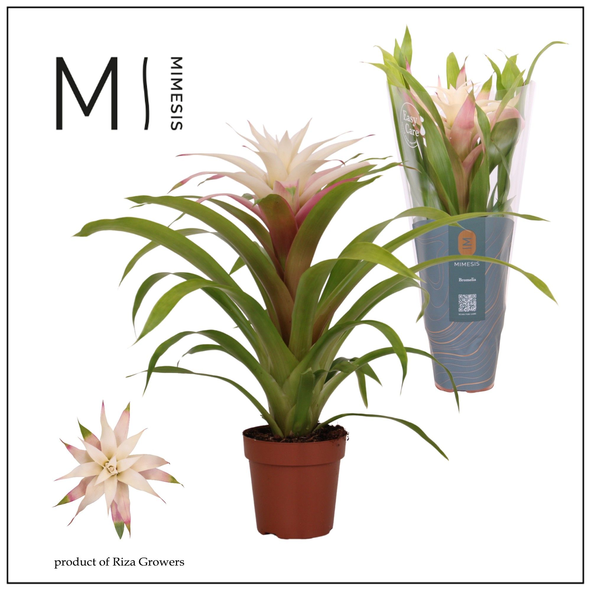 Guzmania Deseo Magical white - 12 cm | Mimesis, D 12