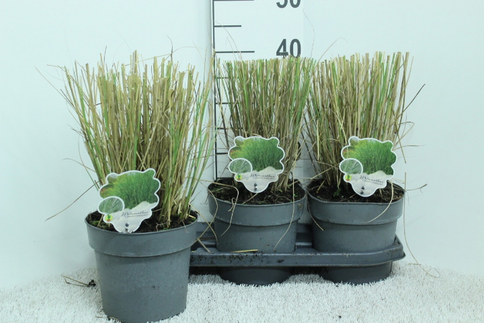 Miscanthus sin. 'Gracillimus' P19, D 19