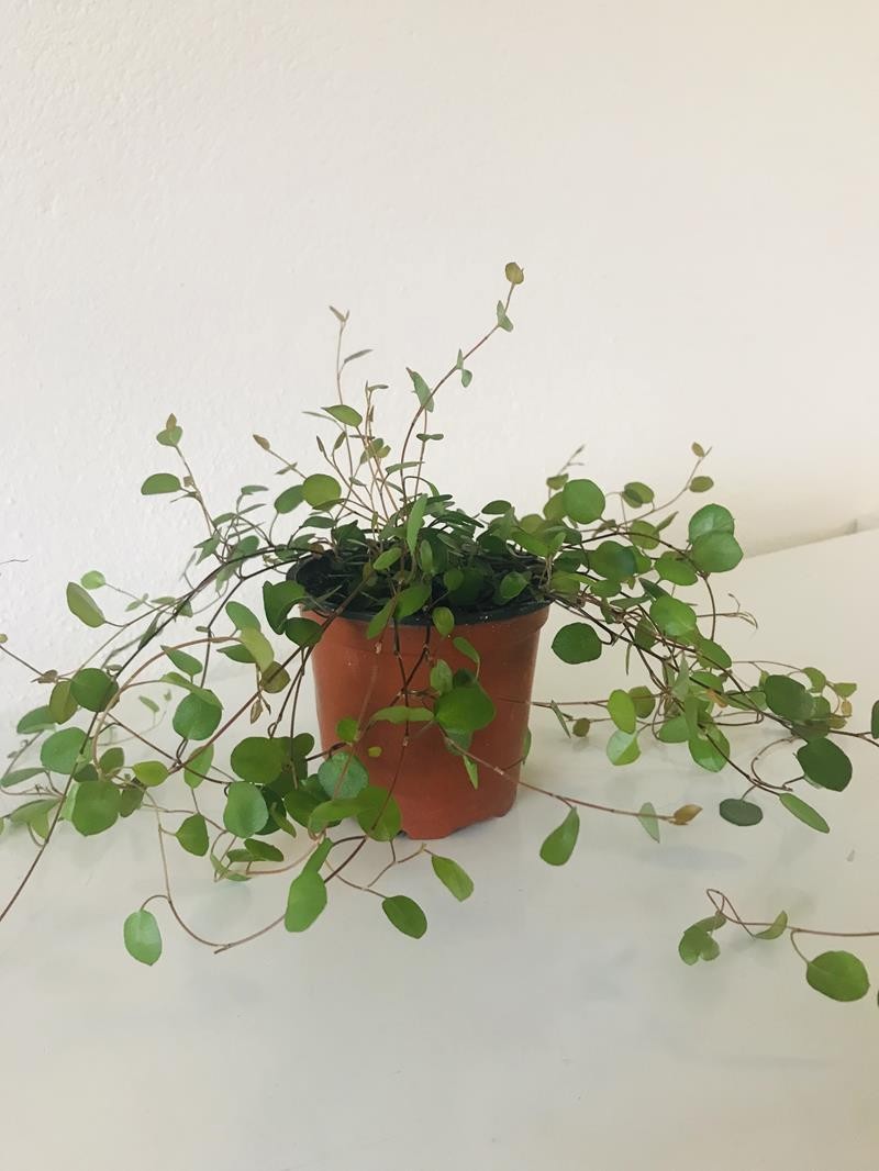 MUEHLENBECKIA COMPLEXA, D 9