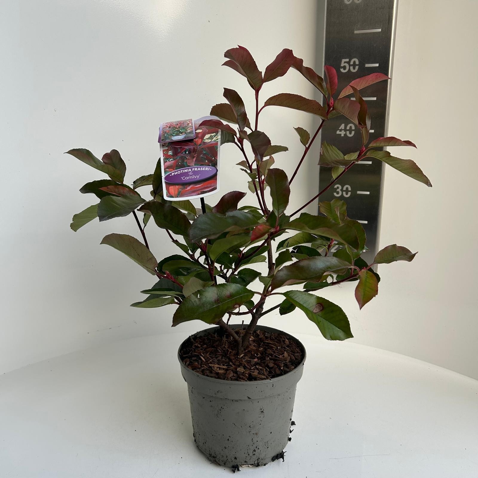 Photinia fras. Camilvy, D 17