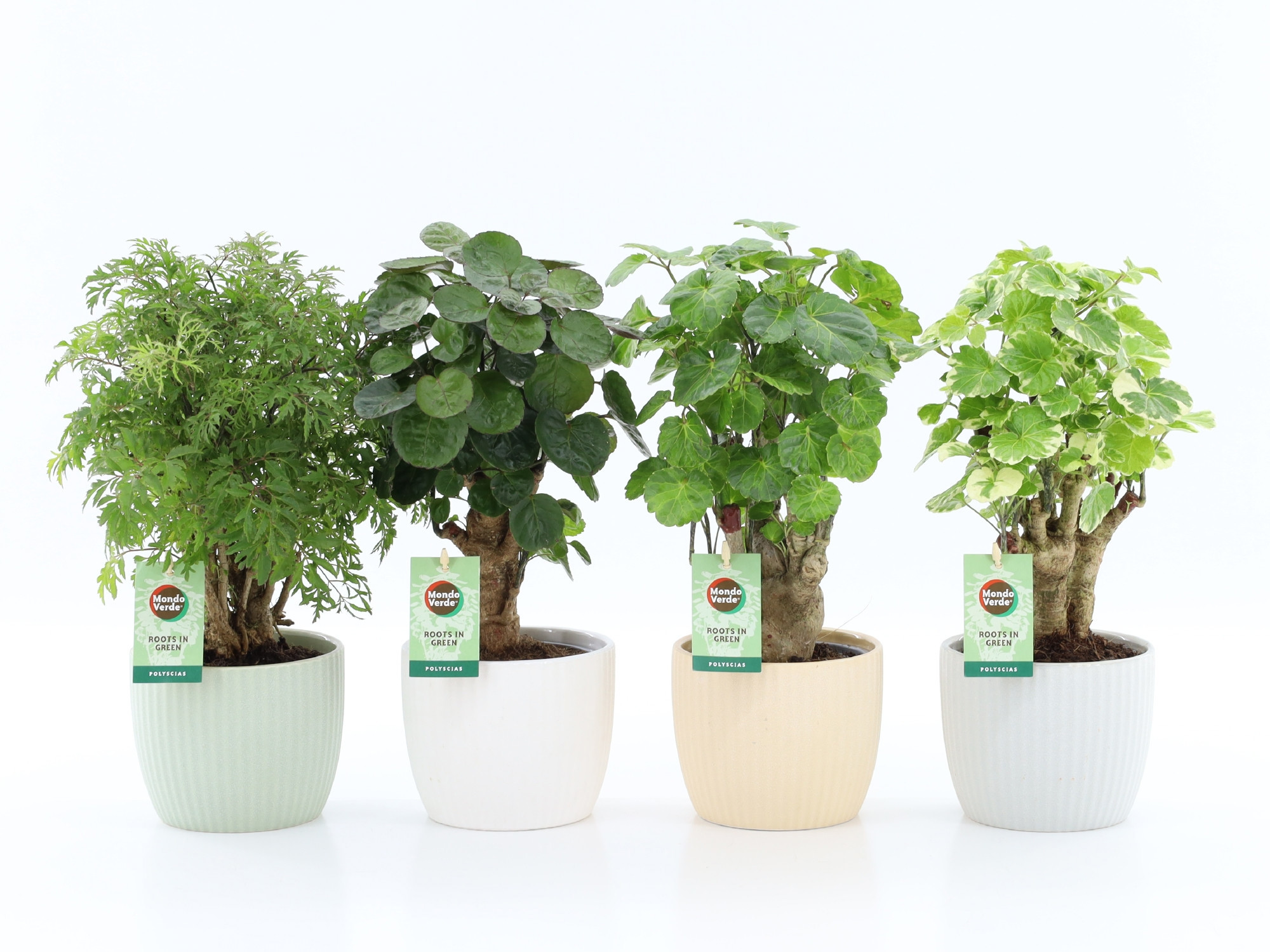 Polyscias Mix 12cm in New Sandy Keramiek, D 13