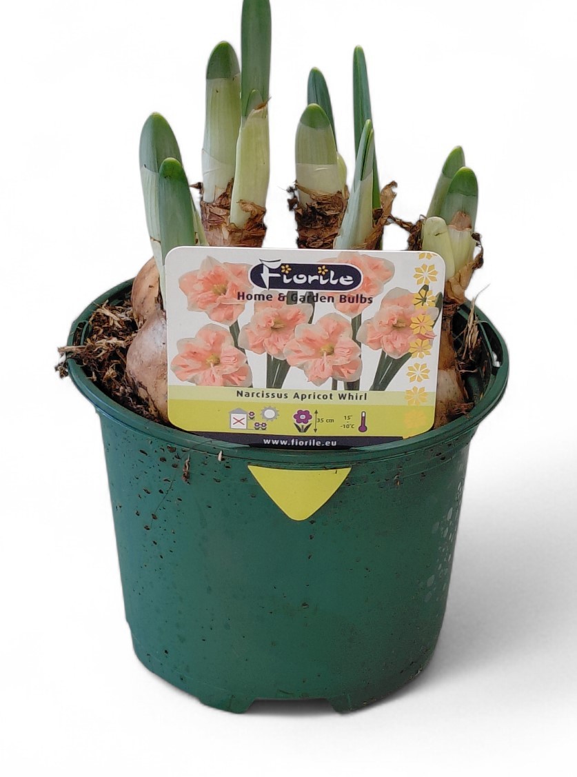 Narcis Apricot Whirl, D 13