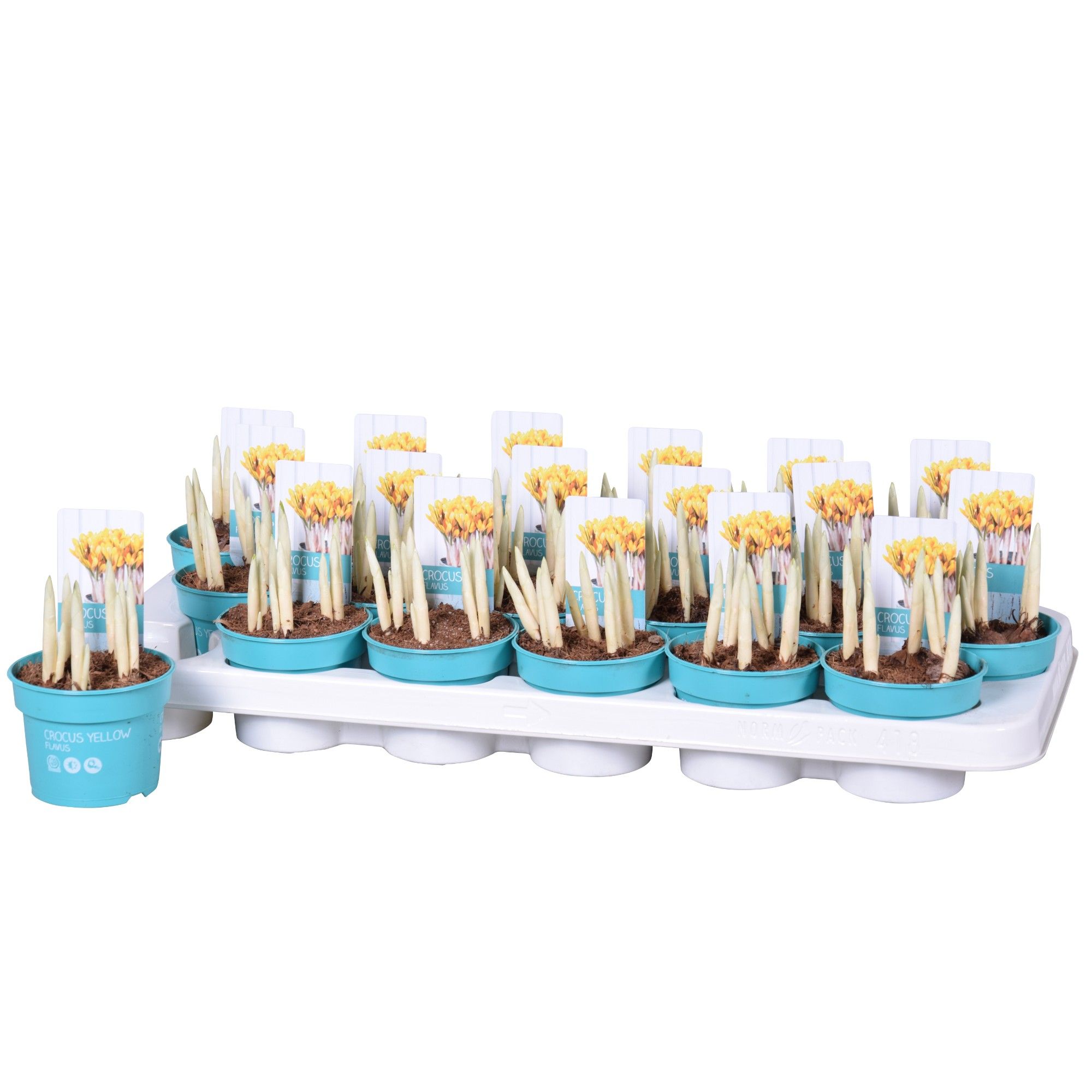 Crocus Flavus 'Diamond Collection', D 9