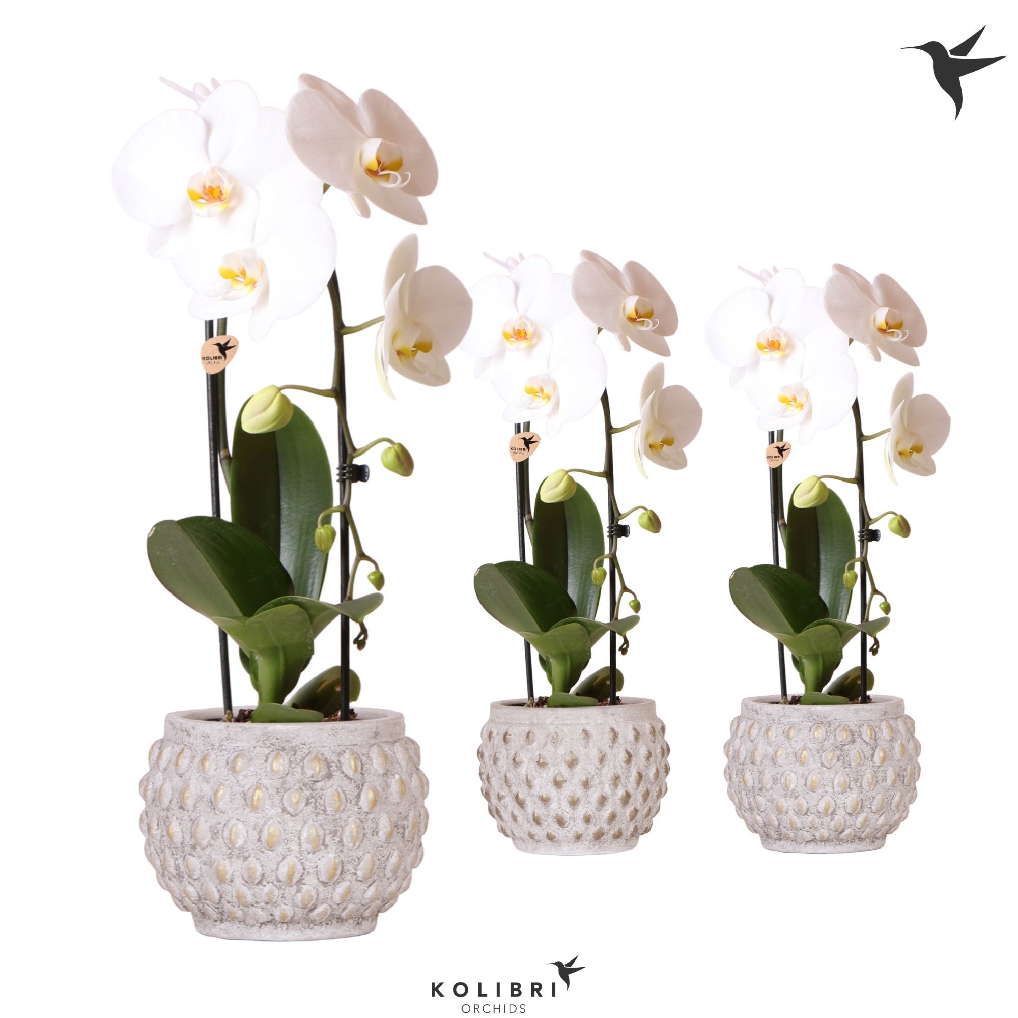 Kolibri Orchids Phalaenopsis Cascade Niagara Fall white 1 spike in Marrakesh gold copper mix, D 12