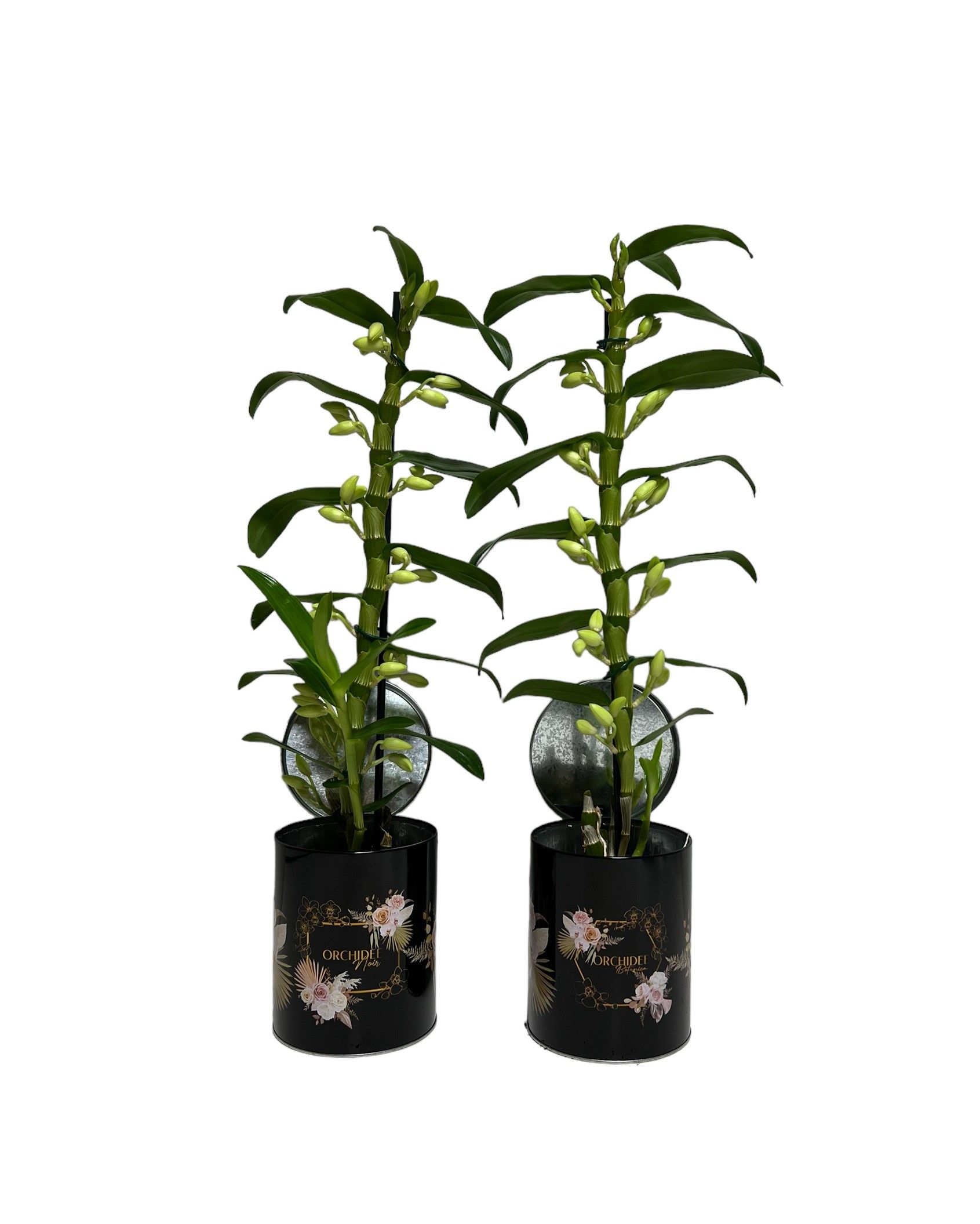 Dendrobium Nobile Apollon 1 stam 9+ tros Blik met print, D 12