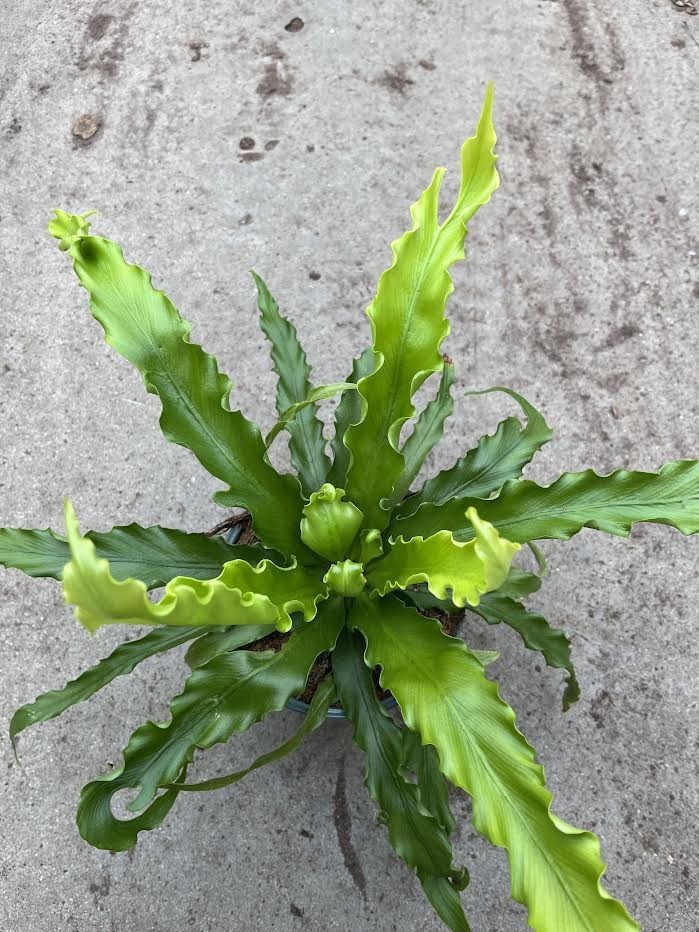 ASPLENIUM NIDUS, D 12