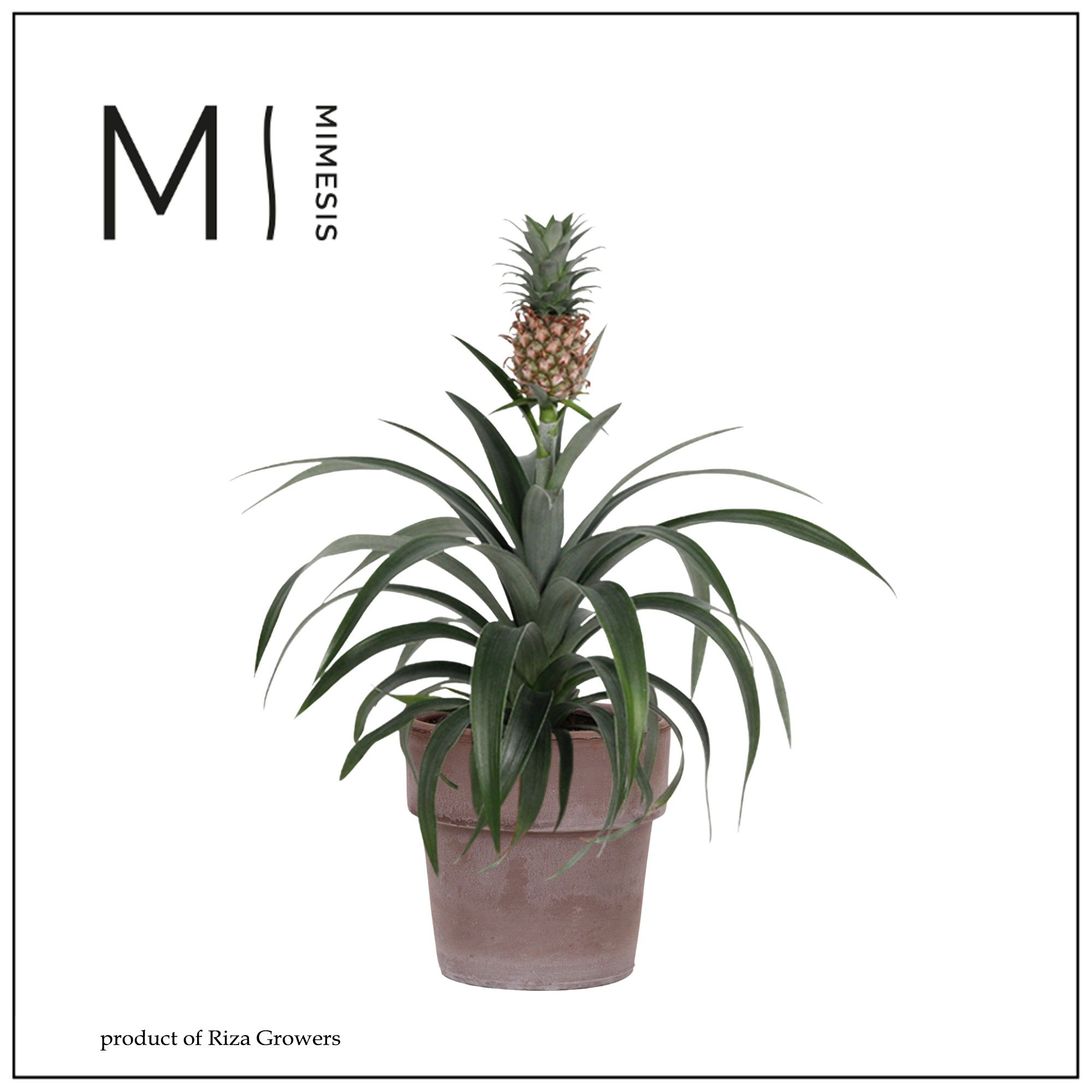 Ananas Mi Amigo - 13cm in Toscana | Mimesis, D 12