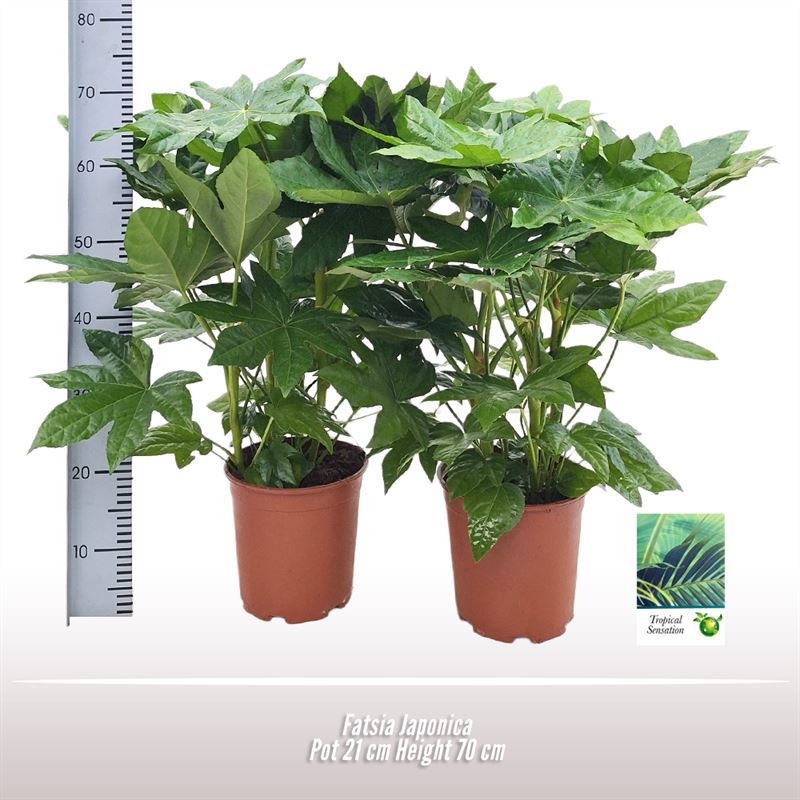Fatsia Japonica, D 21