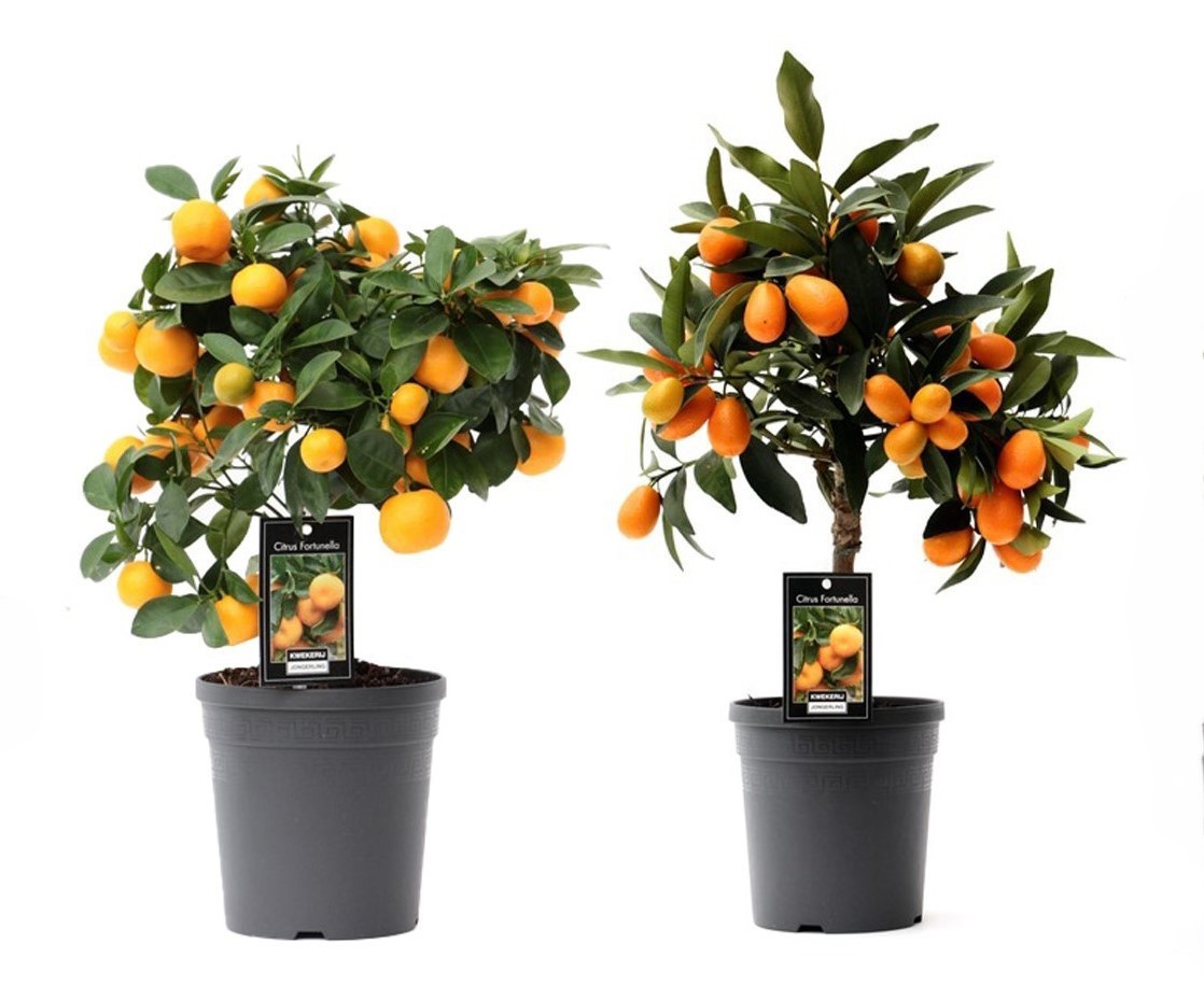 Citrus Mix 2 Soorten, D 15