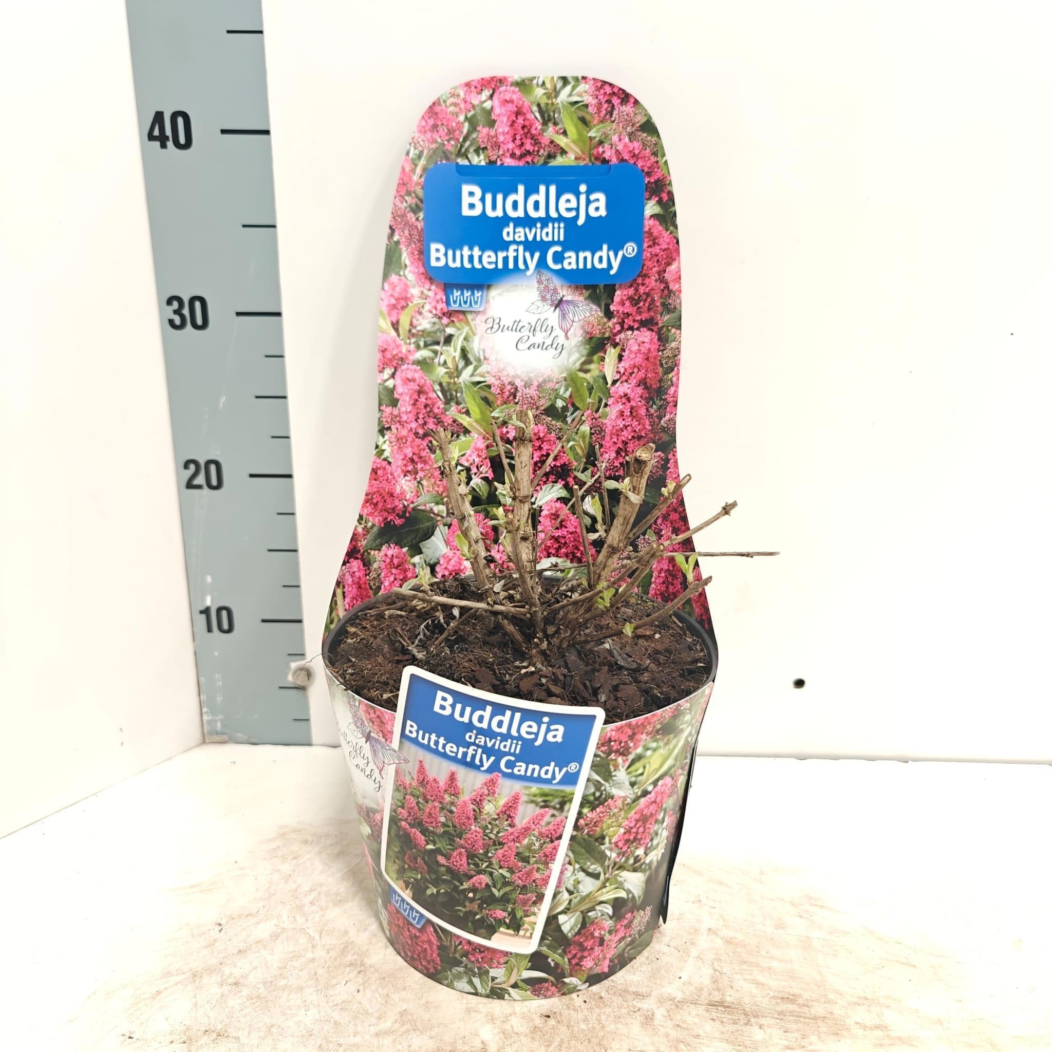 Buddleja d. Butt. Candy® rood (in potcover), D 19