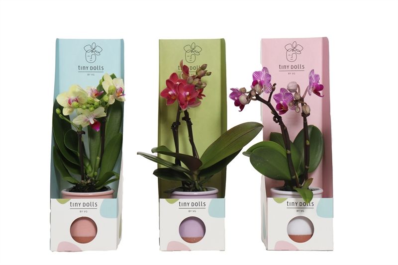 Tiny Box mix Valencia mix Phal Tiny Dolls mix 2T10+ Aqu@, D 6