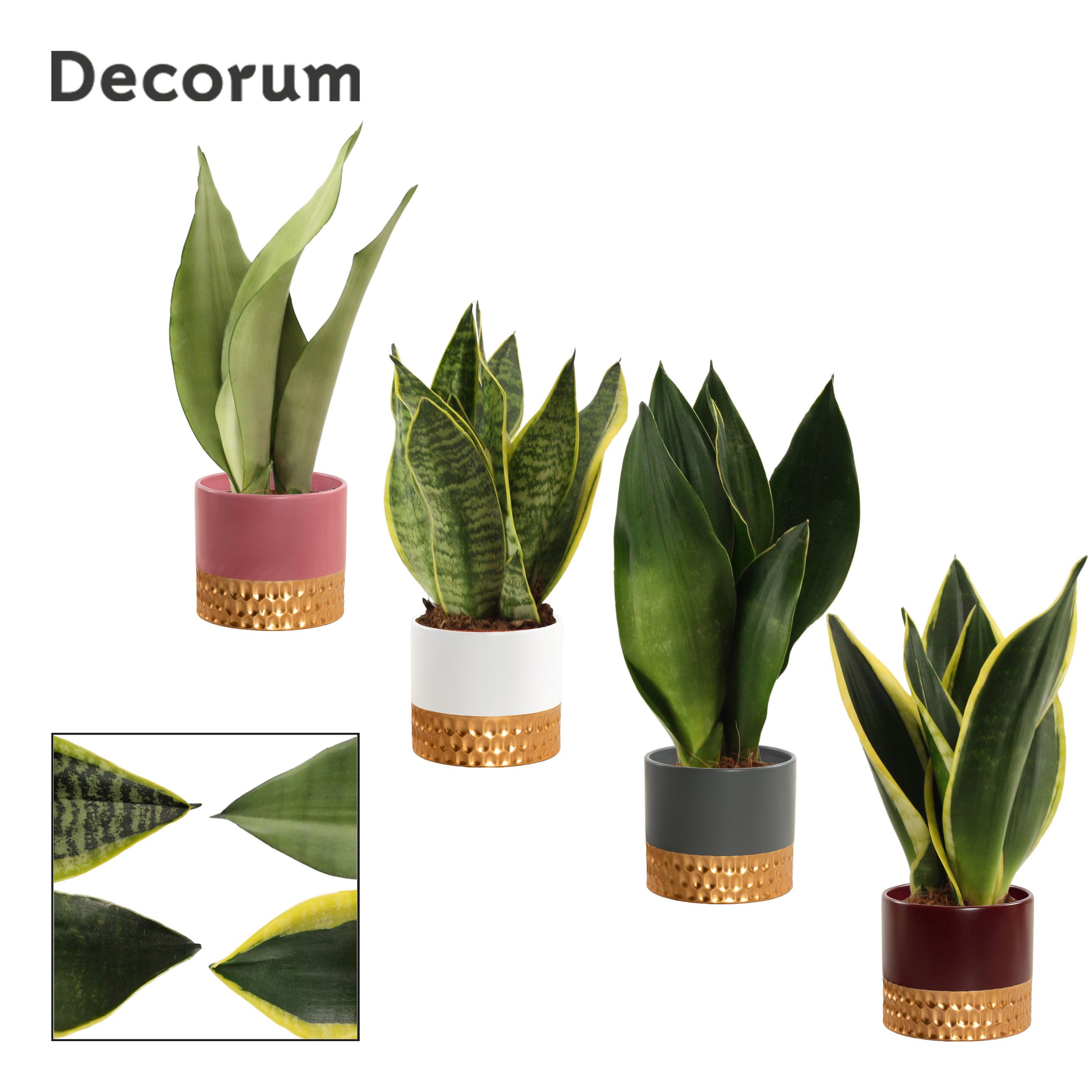 Sansevieria Super Mix 9 cm in Frederique (Rich love-collection), D 9