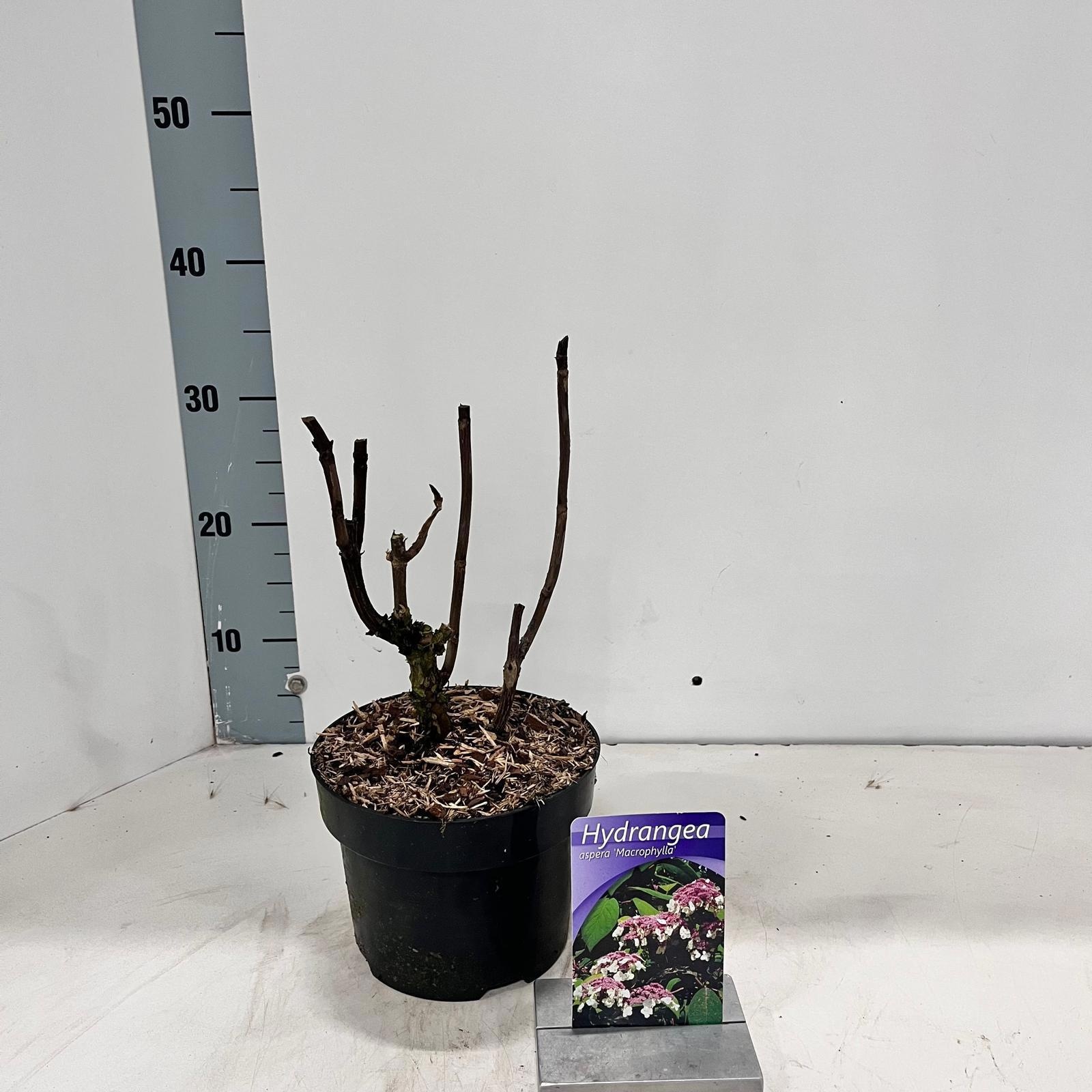 Hydrangea aspera 'Macrophylla', D 17