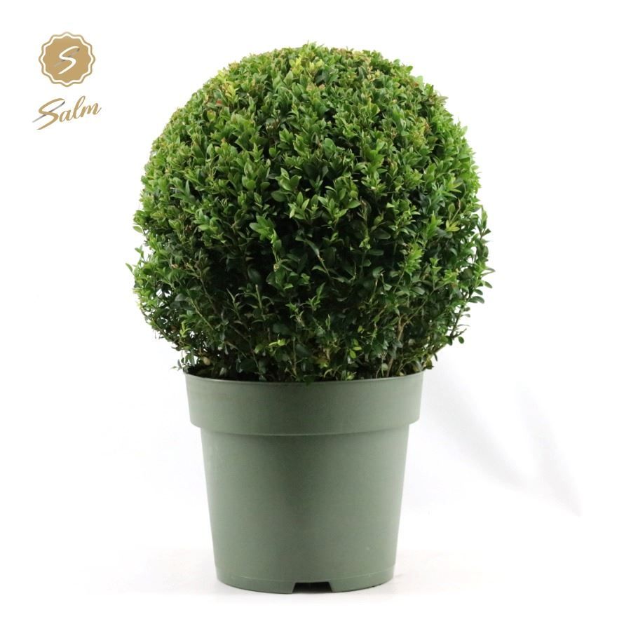 Buxus semp. Ball Ø35cm P27, D 27