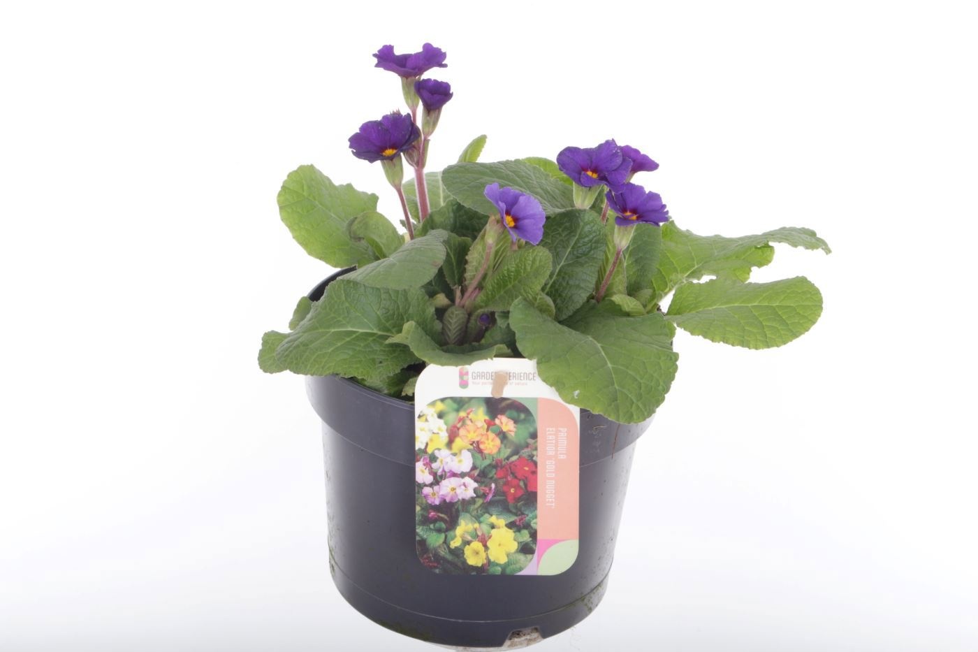 Primula elatior Veristar Late Blue, D 17