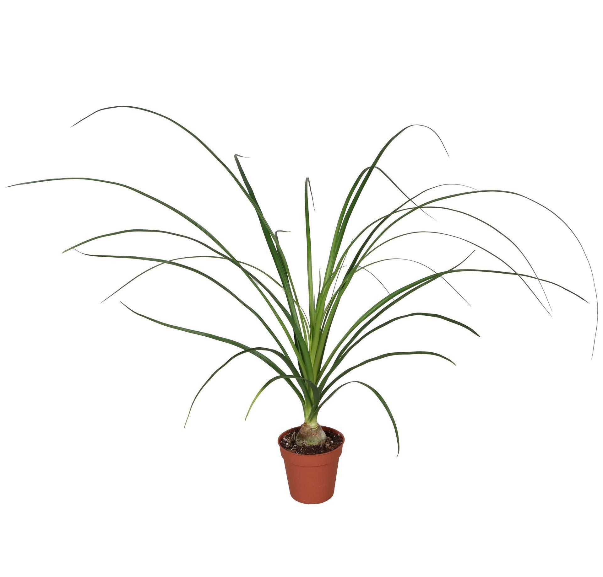 Beaucarnea Recurvata (Nolina) 9 cm, D 9