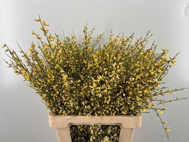 Гениста Овериг Желтая за пучок 65, пуч.