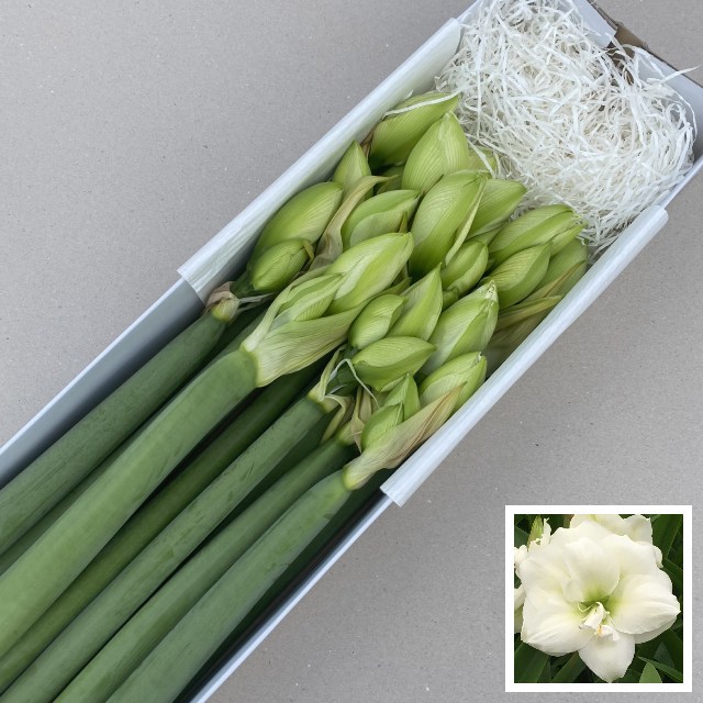 Амарилис Уимблдон (бел.) x15, шт.