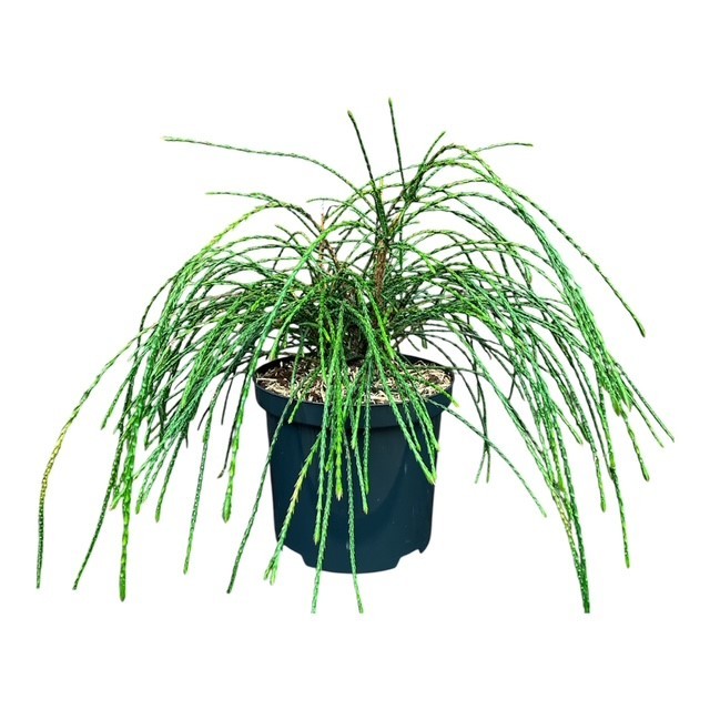 Thuja p. 'Whipcord', D 18