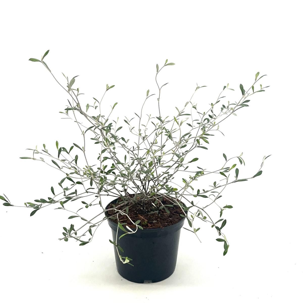 Corokia virgata, D 17