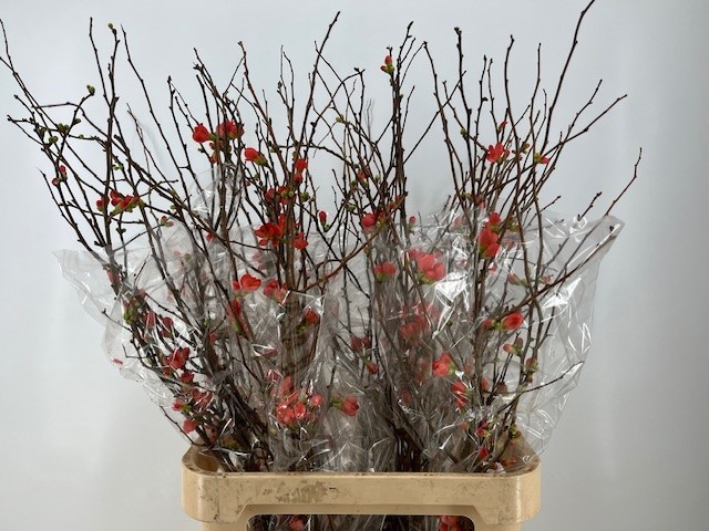 Хаеномелис Суперба 120, шт.