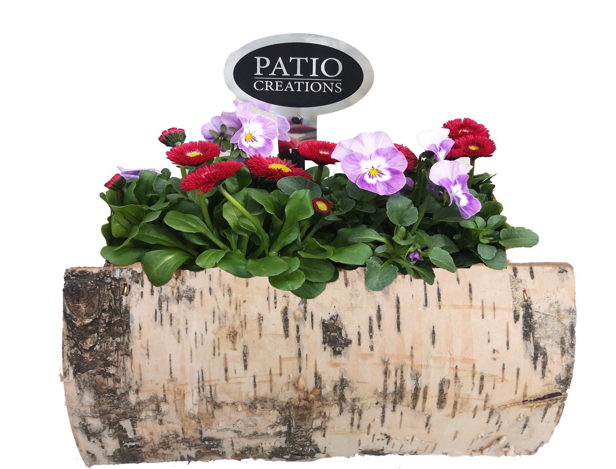 VB665-9001 Viola/Bellis berkenhout S, D 21