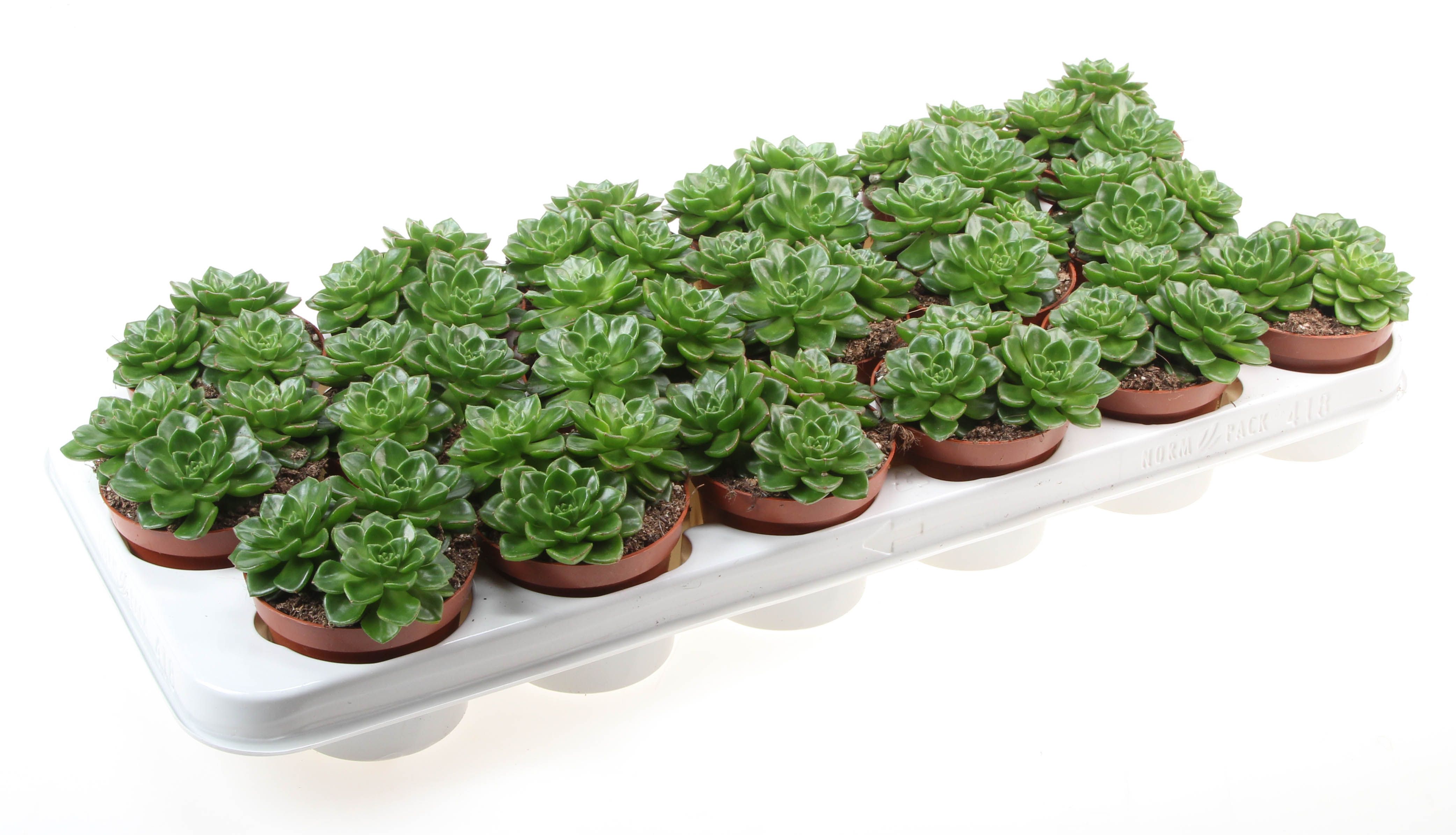 Echeveria Multicaulus, D 8,5