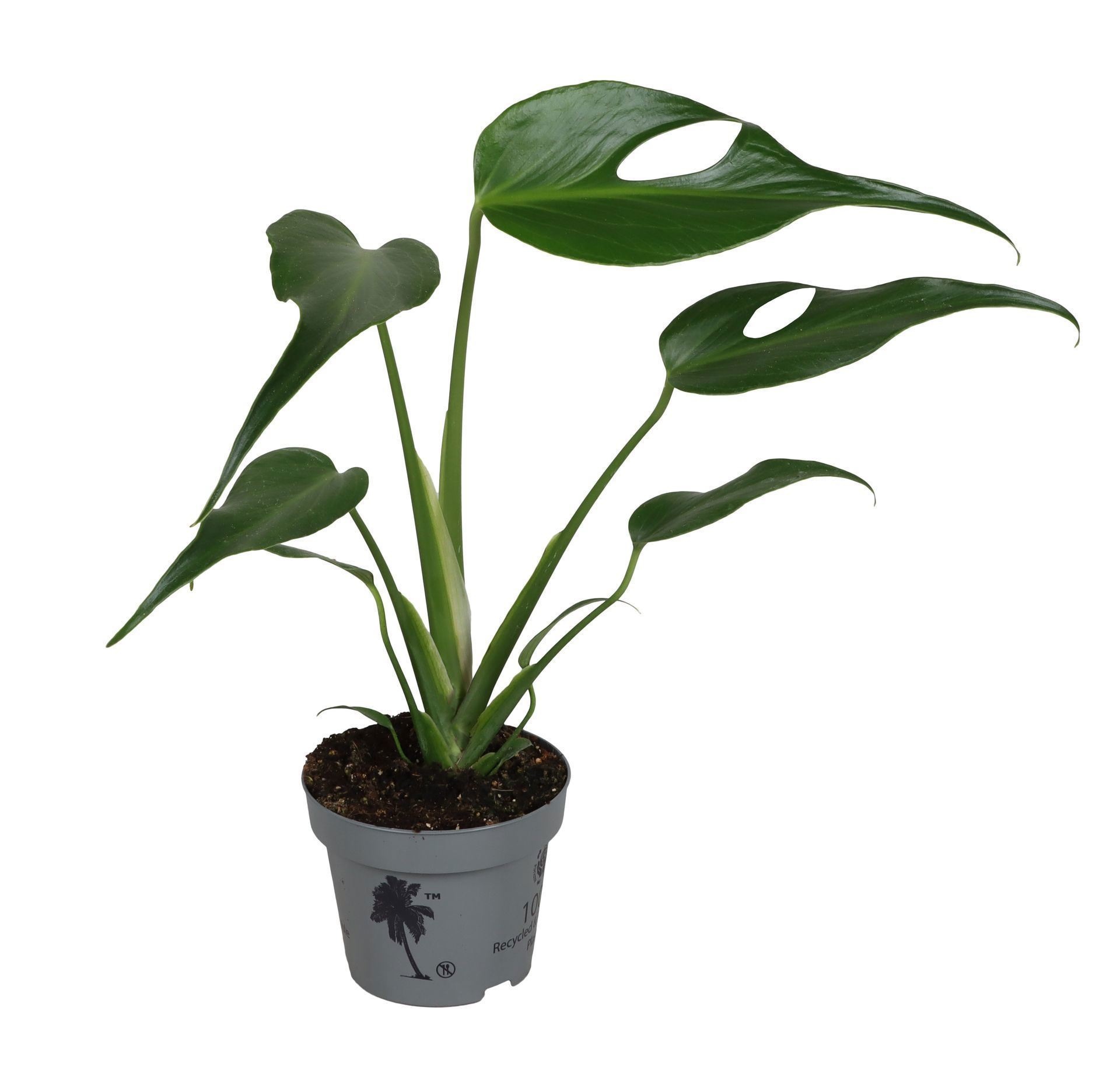 Monstera Burle Marx Flame 12 cm, D 12