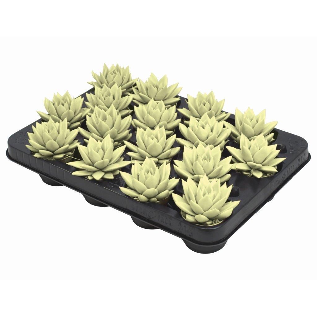 Miranda coloured pastel yellow, D 6