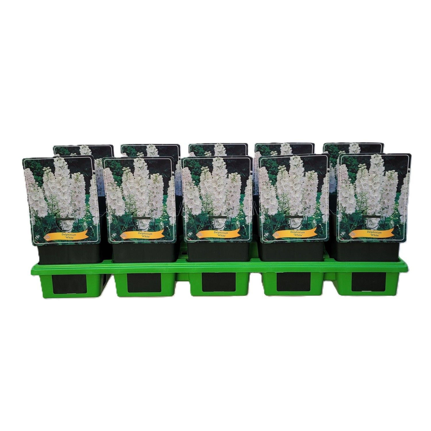 Delphinium White P11, D 11
