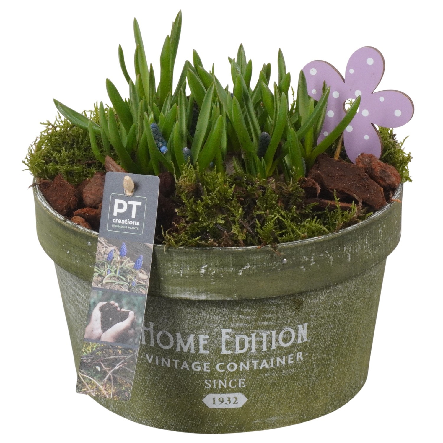 PTMB6297 Arrangement Muscari Blue in chipwood pot, D 20