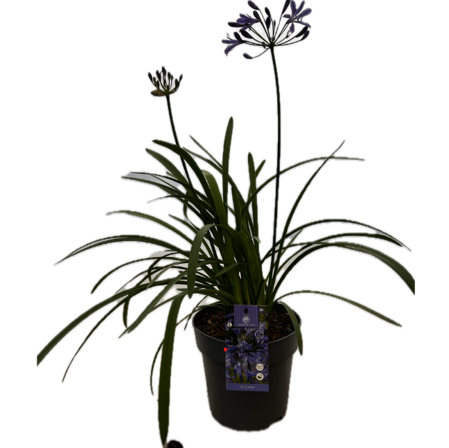 Agapanthus 'Su Casa' P22 EVERGREEN, D 22