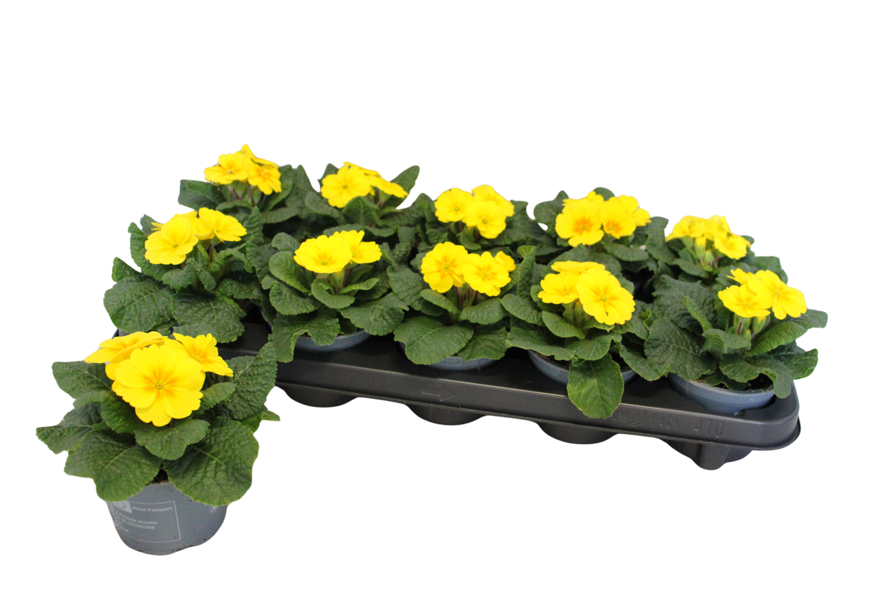 Primula acaulis Yellow 10,5 cm, D 10