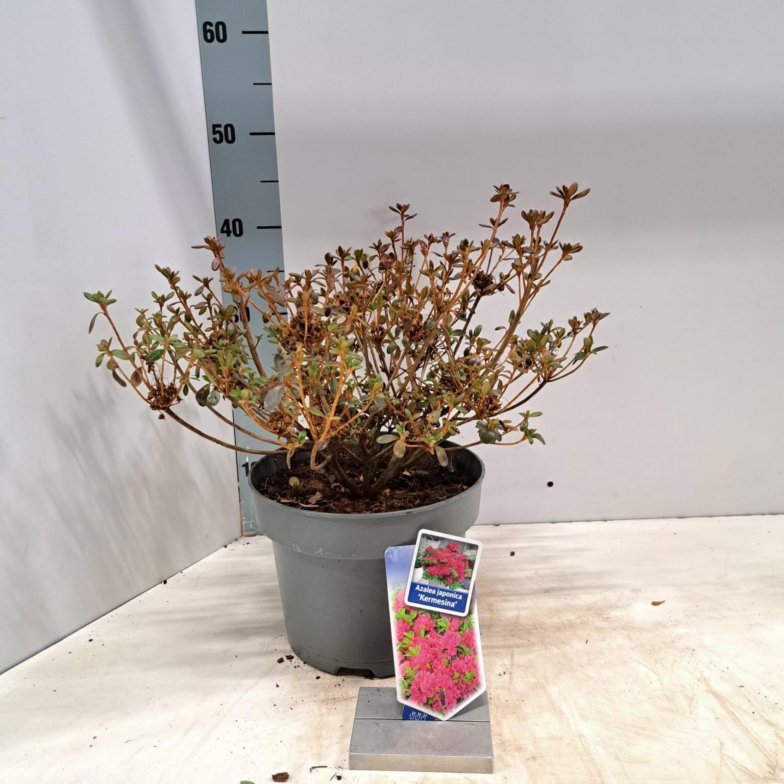 Rhododendron (AJ) 'Kermesina', D 23