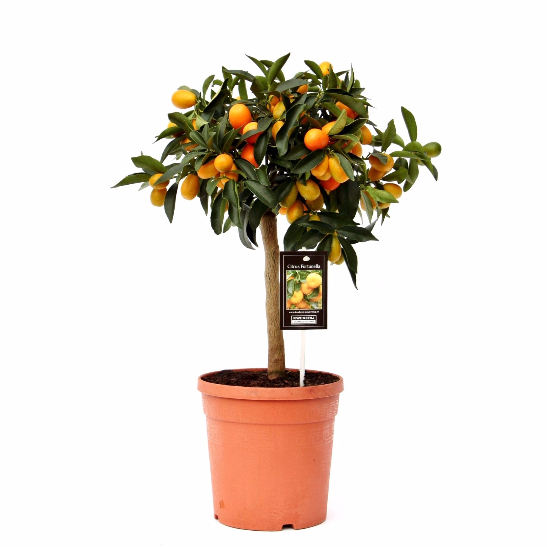 Citrus Kumquat, D 19