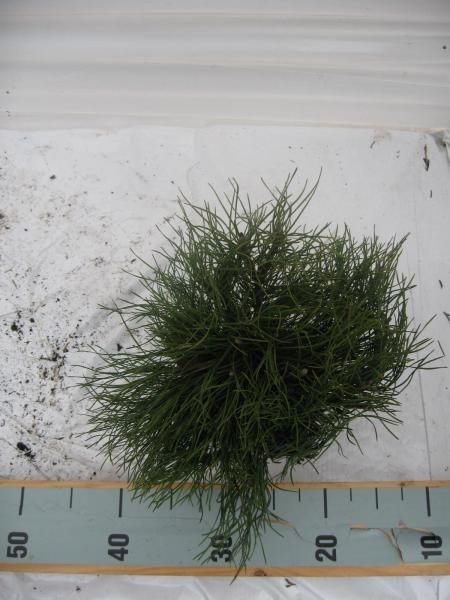 Pinus mugo pumulio, D 13