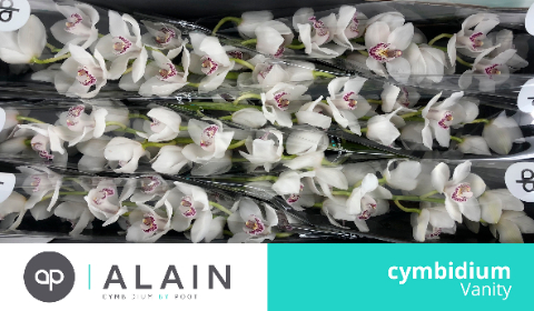 Цимбидиум Ванити x6 80, шт.