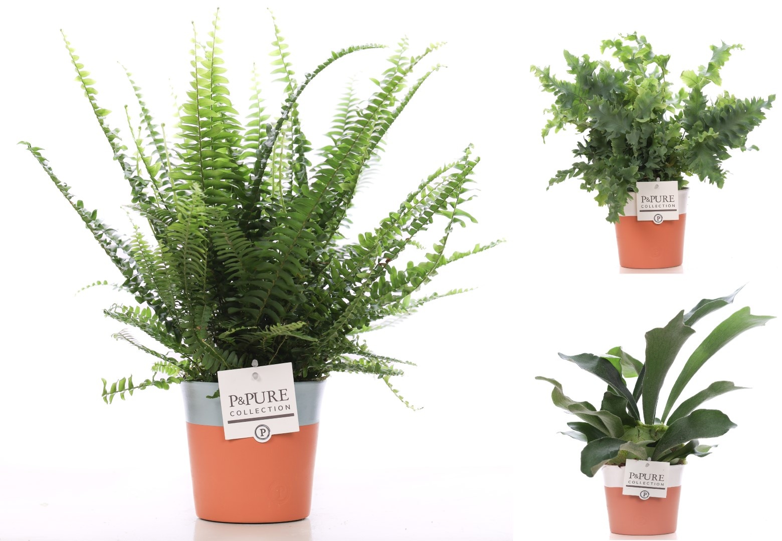 Varens gemengd in P&PURE Terra Cotta 4 ass.2, D 12