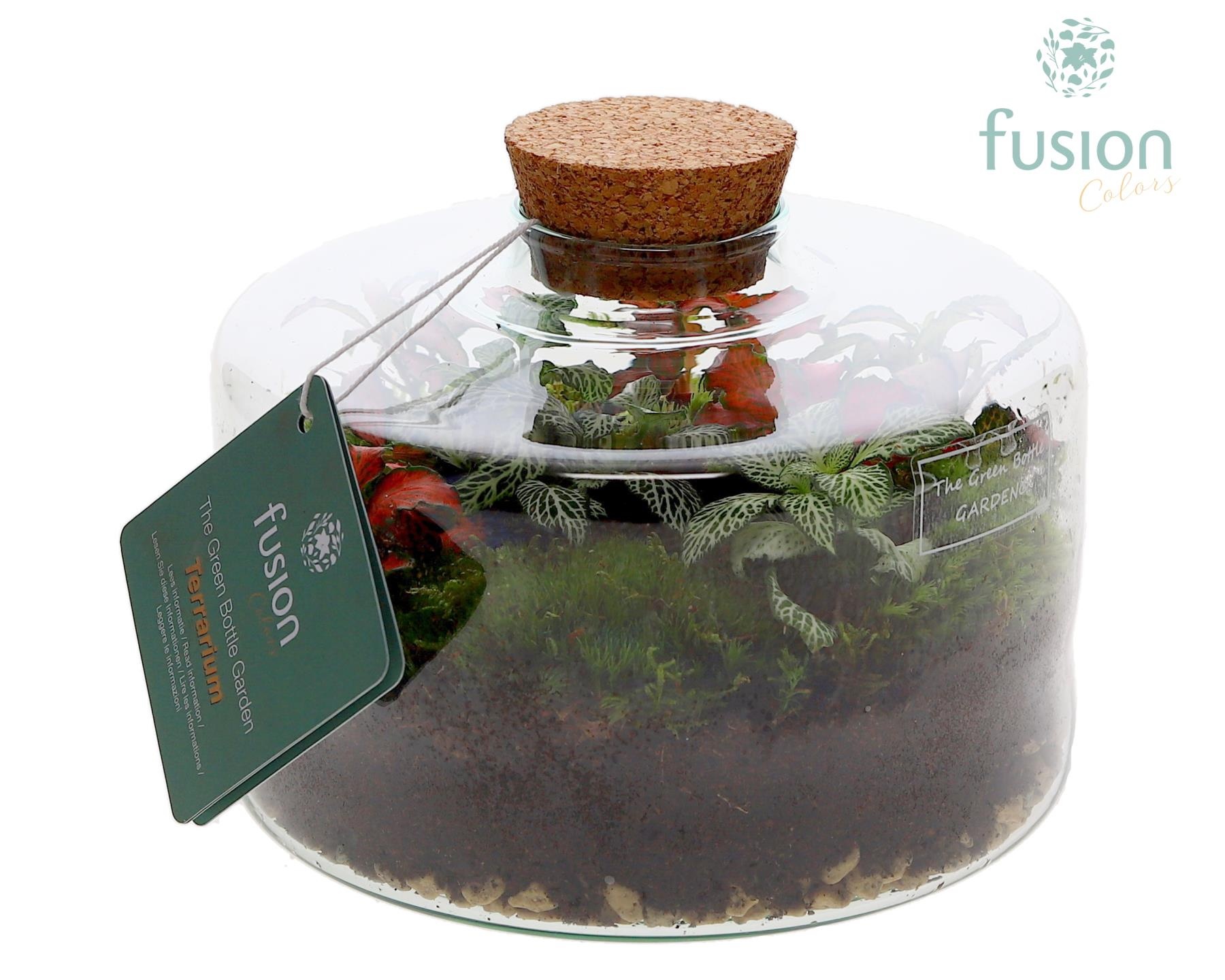 Green Bottle Kyra Medium met Terrarium arrangement, D 19