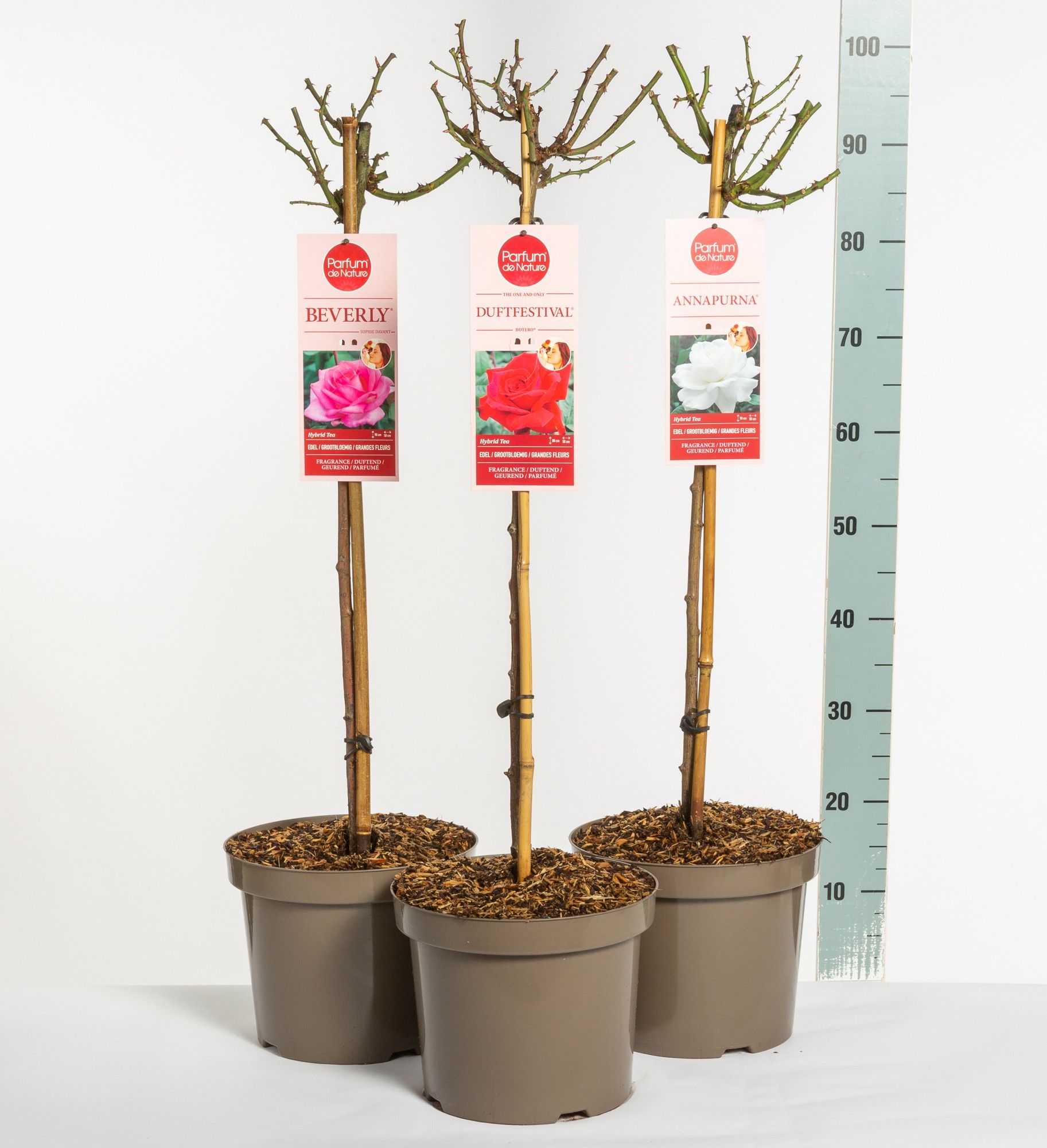 Parfum de Nature mix, stam 70, C7.5, D 26