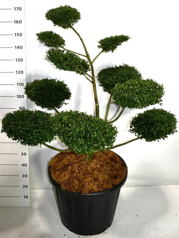 Ilex crenata 'Glory Gem', D 60