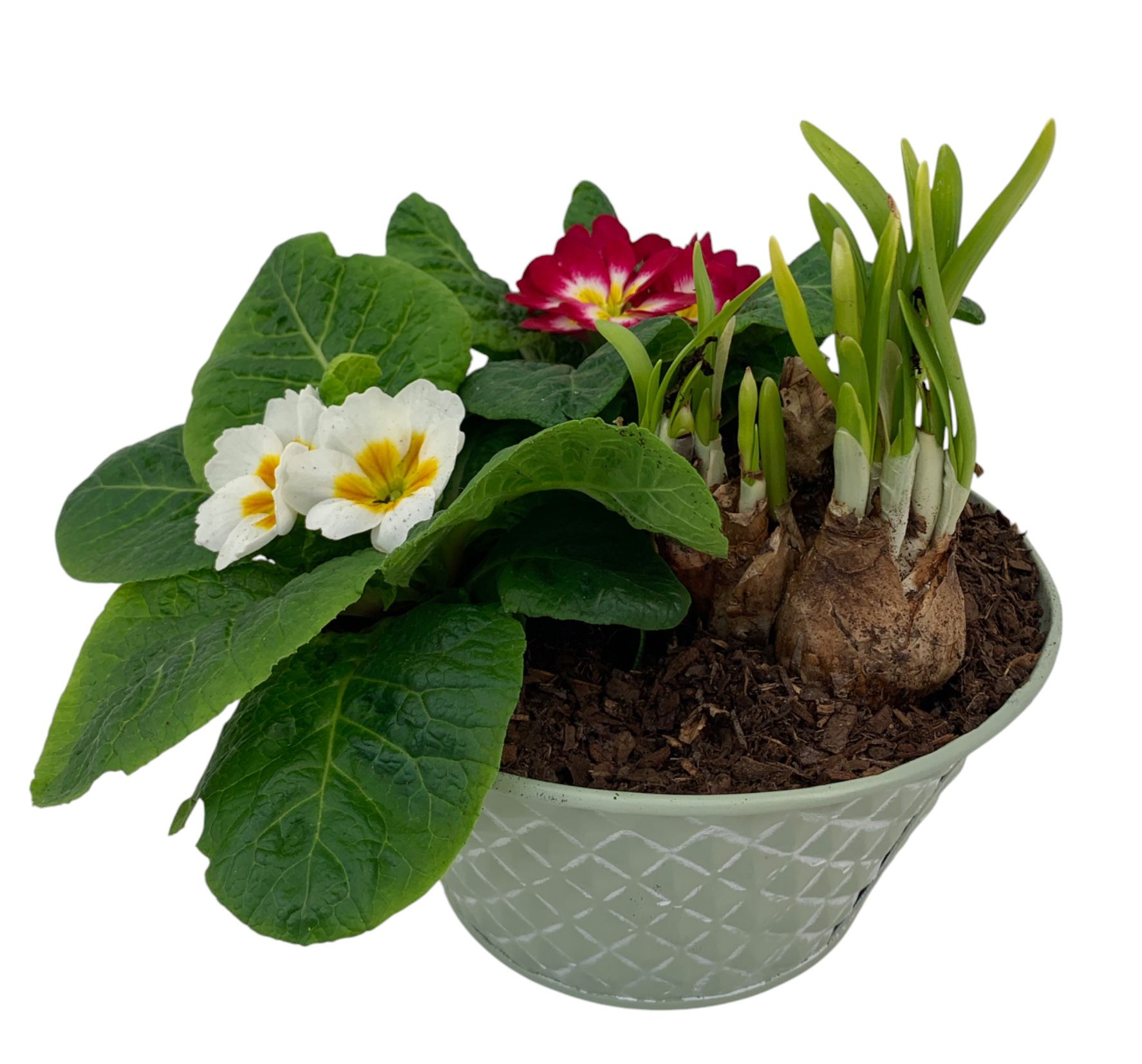 Ruitjes Groen Zink Tete 2 Primula 665, D 16