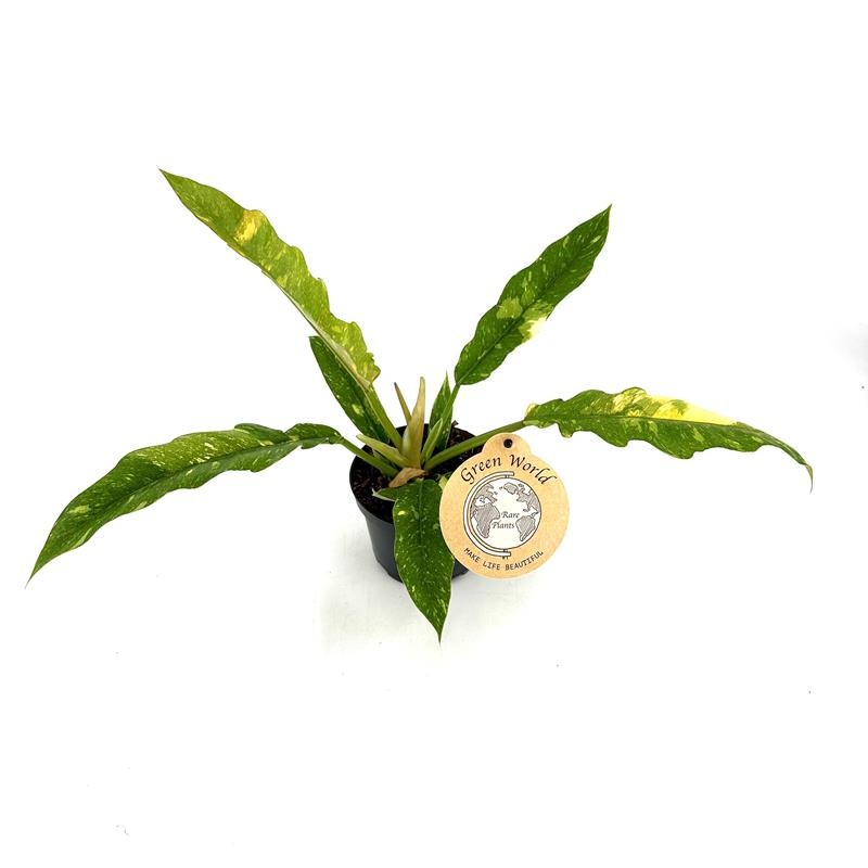 PHILODENDRON-HYBRID, D 12